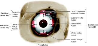 Can Neurological Eye Issues Be Fixed?